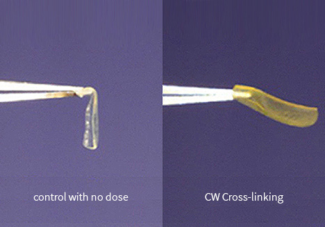 각막 교차결합(CW Cross-linking) 비교 사진